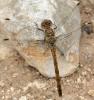 Sympetrum striolatum